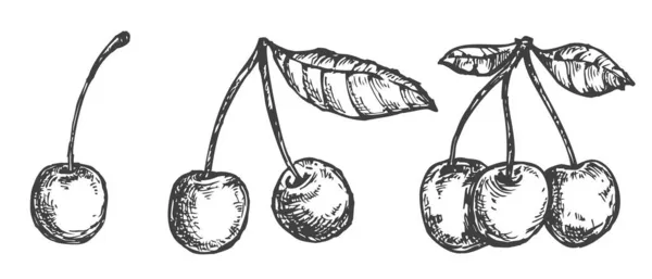 Set Vector Hand Draw Cherry Isolated White Background Botanical Illustration — Stock Vector