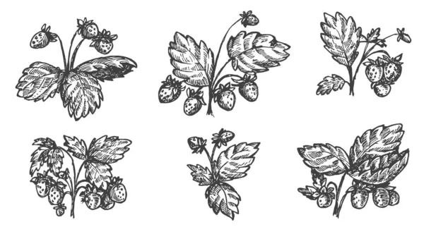 Jeu Vecteurs Dessiner Main Des Buissons Fraises Isolés Sur Fond — Image vectorielle