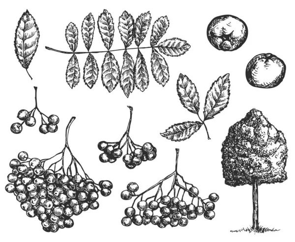 Zestaw Wektorowych Ręcznych Elementów Łabędzich Izolowanych Białym Tle Ilustracja Botaniczna — Wektor stockowy