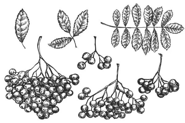 Zestaw Wektorowych Ręcznych Elementów Łabędzich Izolowanych Białym Tle Ilustracja Botaniczna — Wektor stockowy