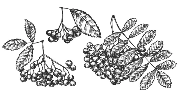 ベクトルハンドのセットは 白い背景に孤立したローワンの枝を描きます スケッチスタイルで植物イラスト 有機健康的な新鮮な食品や市場のカバー バナー メニューをブランディングするためのデザインオブジェクト — ストックベクタ
