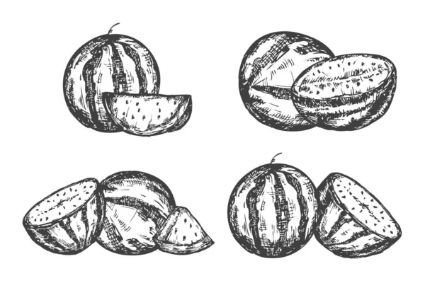 Nastavit Vektorové Ručně Kreslit Meloun Izolované Bílém Pozadí Botanická Ilustrace — Stockový vektor
