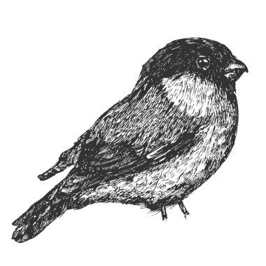 Saka kuşu eli beyaz arka planda izole edilmiş. Robot resim monokrom tarzında vektör ögesi. Klasik illüstrasyon.