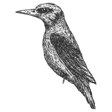 Kuş eli beyaz arka planda izole bir şekilde çizilmiş. Robot resim monokrom tarzında vektör ögesi. Klasik illüstrasyon.