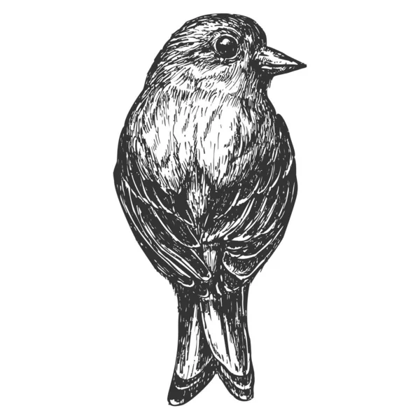 Oiseau Dessiné Main Isolé Sur Fond Blanc Élément Vectoriel Croquis — Image vectorielle