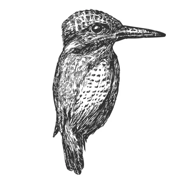 Птица Kingfisher Нарисована Изолированным Белом Фоне Векторный Элемент Монохромном Стиле — стоковый вектор