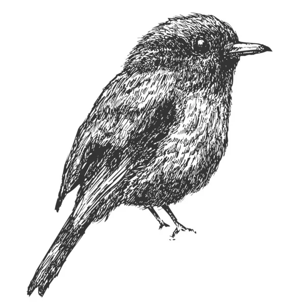 Oiseau Dessiné Main Isolé Sur Fond Blanc Élément Vectoriel Croquis — Image vectorielle