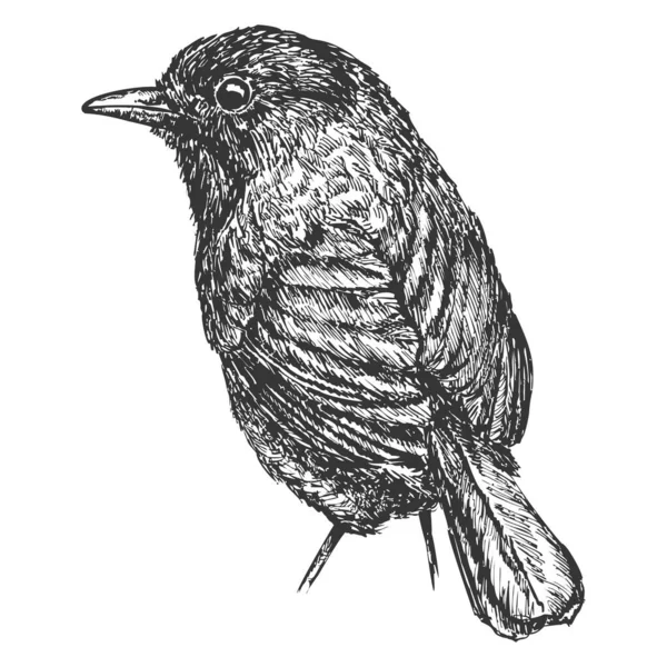 Oiseau Dessiné Main Isolé Sur Fond Blanc Élément Vectoriel Croquis — Image vectorielle