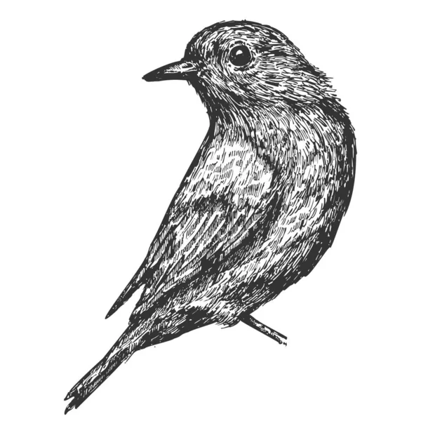 Pájaro Dibujado Mano Aislado Sobre Fondo Blanco Elemento Vectorial Estilo — Vector de stock