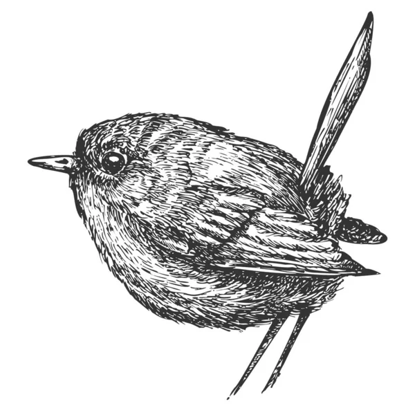 Oiseau Dessiné Main Isolé Sur Fond Blanc Élément Vectoriel Croquis — Image vectorielle