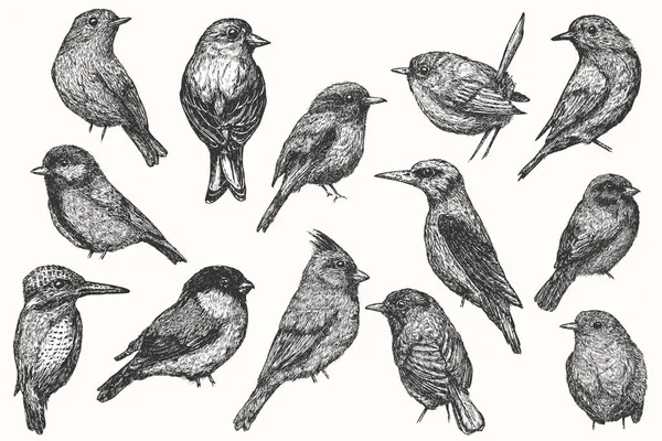 白い背景に描かれた鳥の手をセットします スケッチのモノクロスタイルでベクトル要素を収集します ヴィンテージイラスト — ストックベクタ