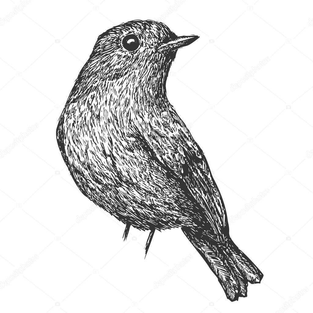 Bird hand drawn isolated on white background. Vector element in sketch monochrome style. Vintage illustration.