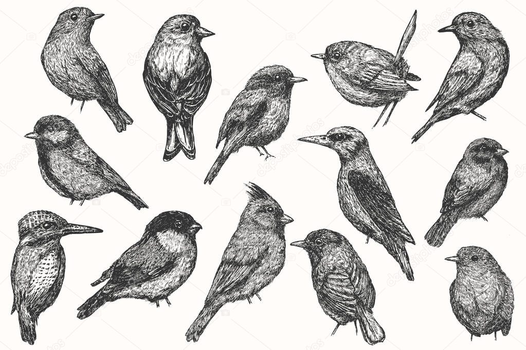 Set bird hand drawn isolated on white background. Collection vector element in sketch monochrome style. Vintage illustration.