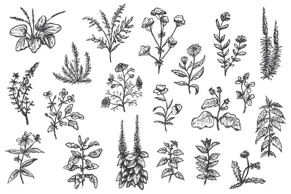 Set Various Herbal Plants Hand Drawn Vintage Style Isolated White — Stok Vektör