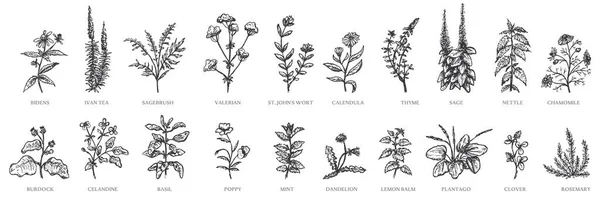 Set Herbal Plant Plantago Valerian Wort Sagebrush Clover Calendula Rosemary — Vettoriale Stock