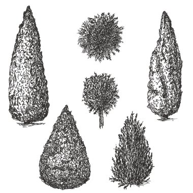 Set of cypress in hand drawn style isolated on white background. Collection vintage trees element. Vector retro illustration.