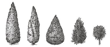 Set of cypress in hand drawn style isolated on white background. Collection vintage trees element. Vector retro illustration.