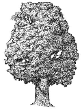 El yapımı yalnız meşe ağacı, kestane ağacı ya da akçaağaç gibi beyaz arka planda izole edilmiş bir taslak. Tek renkli, büyük bir ağaç. Klasik sanat tasarımı çizimi.