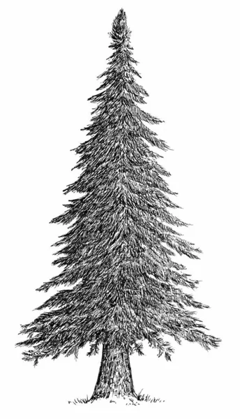 手绘云杉素描风格独立于白色背景 单色高大的圣诞树 古代艺术设计艺术图解 — 图库照片