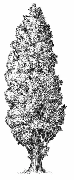 白地に隔離されたスケッチスタイルで手描きポプラ モノクロームの背の高い大きな木 ヴィンテージアートデザインイラスト — ストック写真