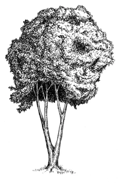 白地に隔離されたスケッチスタイルで手描きの木 モノクロームの背の高い大きな植物 ヴィンテージアートデザインイラスト — ストック写真