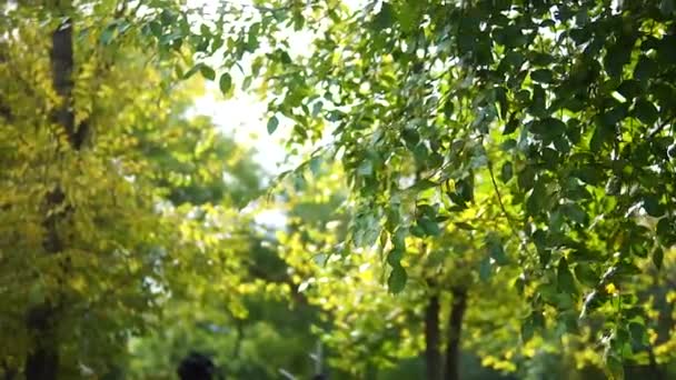 Lähellä runko syksyllä foliage.bright värit nature.Odessa skate park — kuvapankkivideo