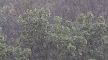 Sıcak yaz yağmuru. Su damlacıkları. Arka planda yeşil ağaçlar. Yaz mevsimi yağmuru. Düşük hareket videosu.