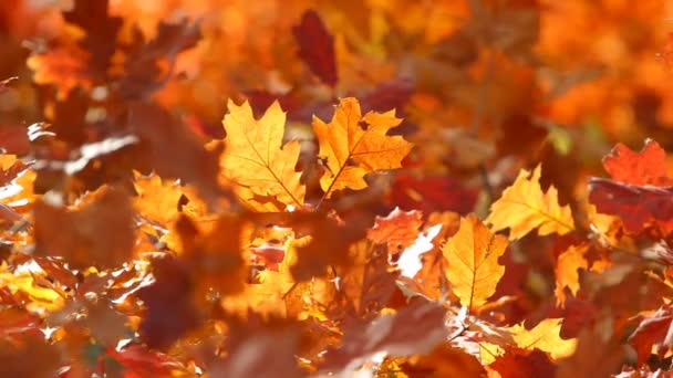 明亮的橙色平静的秋天背景 — 图库视频影像