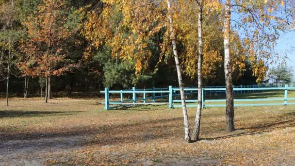 Paisaje Granja Calmante Con Árbol Autun — Vídeos de Stock