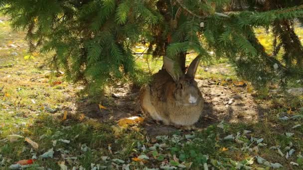 Bunny Sitzen Unter Baum Wildes Kaninchenleben — Stockvideo