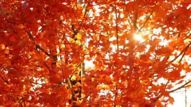 Autumn Sun Flare Bright Orange Leaves — Stock Video