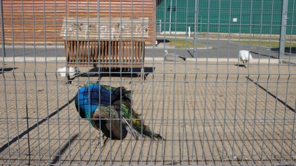 Pavão Limpa Penas Zoológico Animais Estimação Cidade — Vídeo de Stock