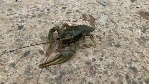 Crayfish Bergerak Sepanjang Tepi Sungai — Stok Video