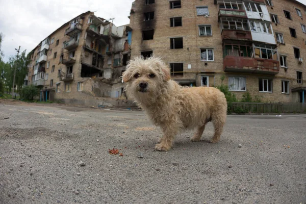 HORENKA, UKRAINE, MAY 30, 2022. Sad lonely dog near ruined house. Pet that has lost its owner in war. War in Ukraine.