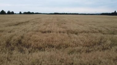 Buğday tarlası dokusu. Bitki bir çiftlikte yetişir. Görüntüleri uçur.