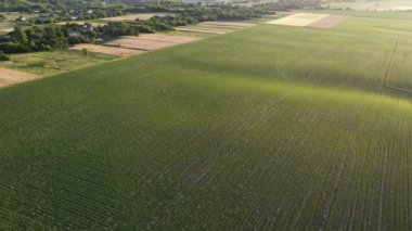 Yeşil toprak doğa dokusu. Sakinleştirici yeşil doğa arka planı. Çevre sahnesi. İHA video görüntüleri.
