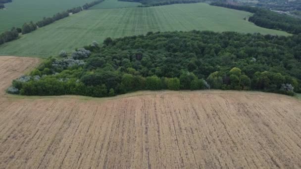 Campo Granjeros Panorama Planta Crece Una Granja Imágenes Mosca — Vídeos de Stock