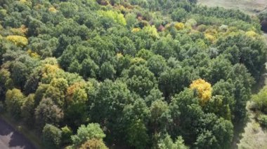 Sonbahar ahşap duvar kağıdı. Orman dokusu. Yeşil ağaçlar arka planda. Çevre sahnesi. 