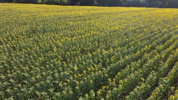 Textura Del Campo Girasol Planta Crece Una Granja Fondo Agrícola — Vídeo de stock