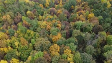 Orman dokusu. Sonbahar ahşap duvar kağıdı. Sonbahar ağaçları arka planda. Ormandaki ağaçlar. Sonbahar parkı. Çevre sahnesi. 