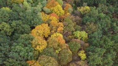 Orman dokusu. Sonbahar ahşap duvar kağıdı. Sonbahar ağaçları arka planda. Ormandaki ağaçlar. Sonbahar parkı. Çevre sahnesi. 