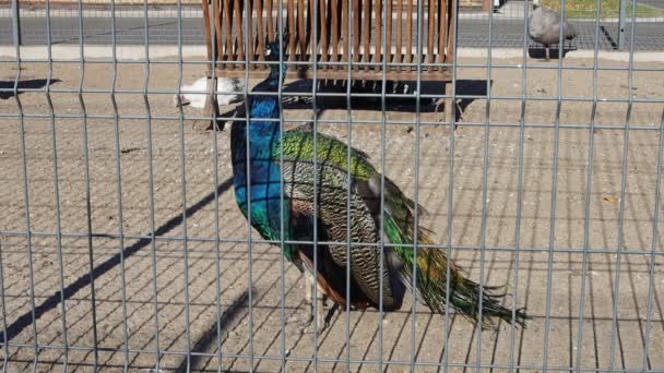 Nice Peacock City Petting Zoo — Stock video