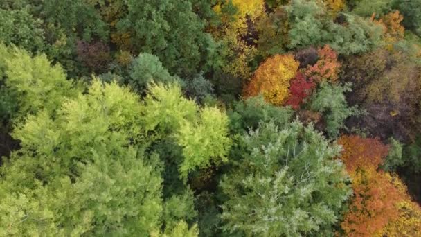 Bostextuur Herfst Houten Behang Herfst Bomen Landschap Achtergrond Bomen Het — Stockvideo