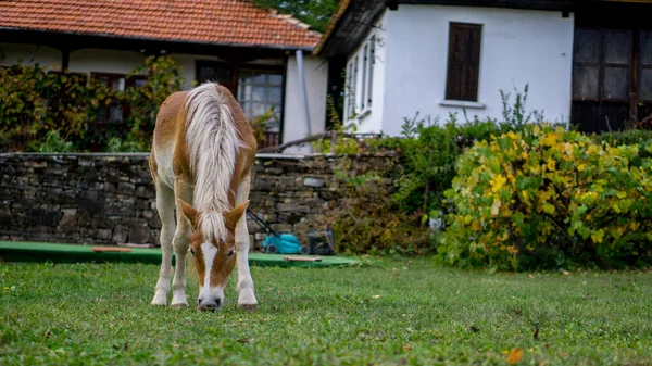 Beau cheval brun blanc mangeant de l'herbe dans une cour de comté du village. — Photo