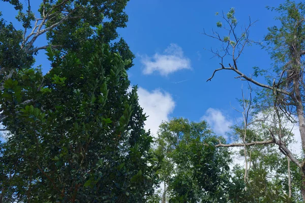 Όμορφος Ουρανός Στο Khao Yai Εθνικό Πάρκο Κοιλάδα Του Βουνού — Φωτογραφία Αρχείου