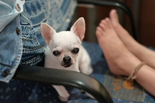 Mulher Sentada Com Cachorro Chihuahua Uma Cadeira — Fotografia de Stock