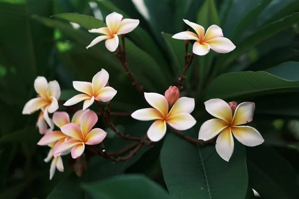 Plumeria Virágok Reggeli Napon — Stock Fotó