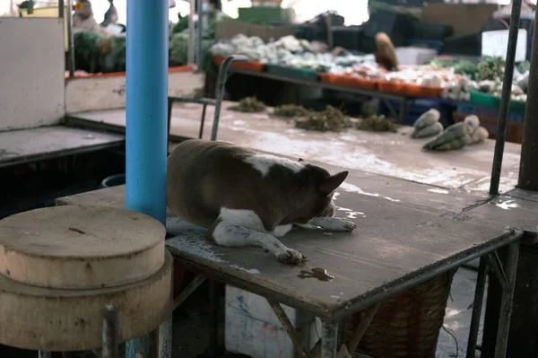 Cão Gordo Dormindo Mesa Madeira — Fotografia de Stock