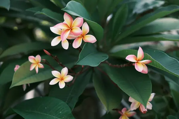 Plumeria Virágok Reggeli Napon — Stock Fotó