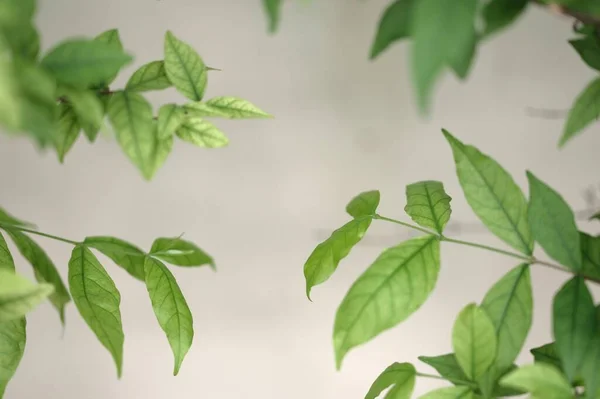 White Wall Green Leaves Natural Background — Stockfoto